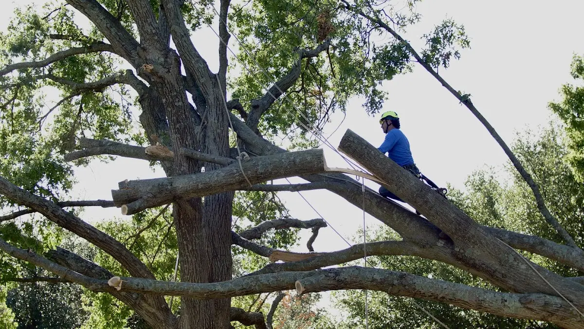Professional Crown Thinning performed by certified arborists in Mount Judea