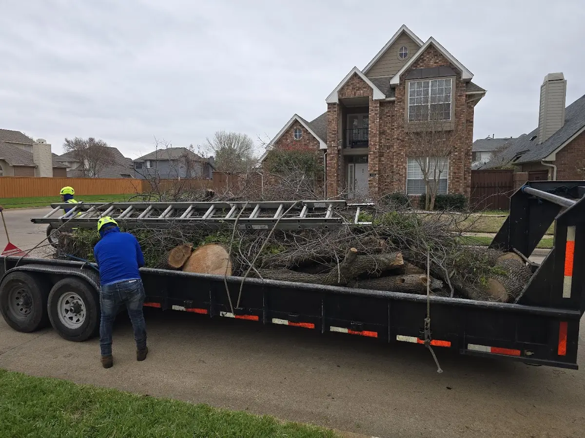 Expert Tree Removal with proper safety equipment in Mount Judea